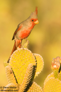 SONGBIRDS